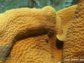 DSC07007-Turbinaria-sp