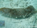 DSC07264