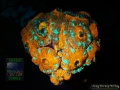4_AU Acanthastrea sp. 2 `knall-orange´_DSC06062