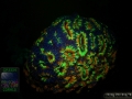 4_AU Acanthastrea sp. 4 `blass-orange´_DSC06056