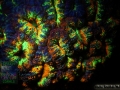 4_AU Acanthastrea sp. 4 `blass-orange´_DSC06058