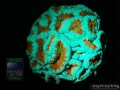 4_Acanthastrea sp.`orange-grau´_DSC06053