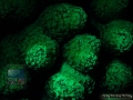 4_Stylophora pistillata `creme´_DSC06050