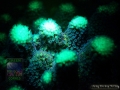 4_Stylophora pistillata `lila´_DSC06070
