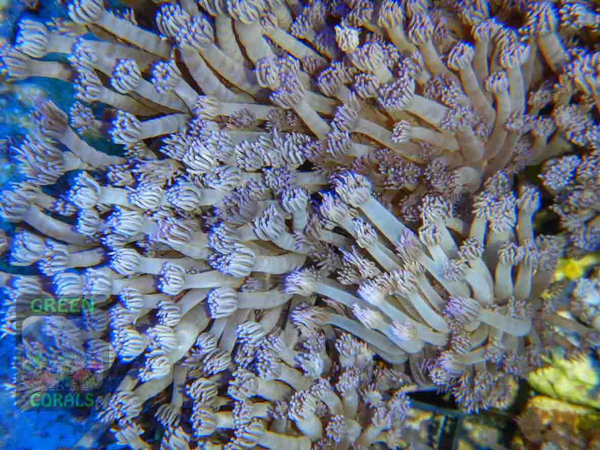 Goniopora sp. lila Goniopora sp. lila