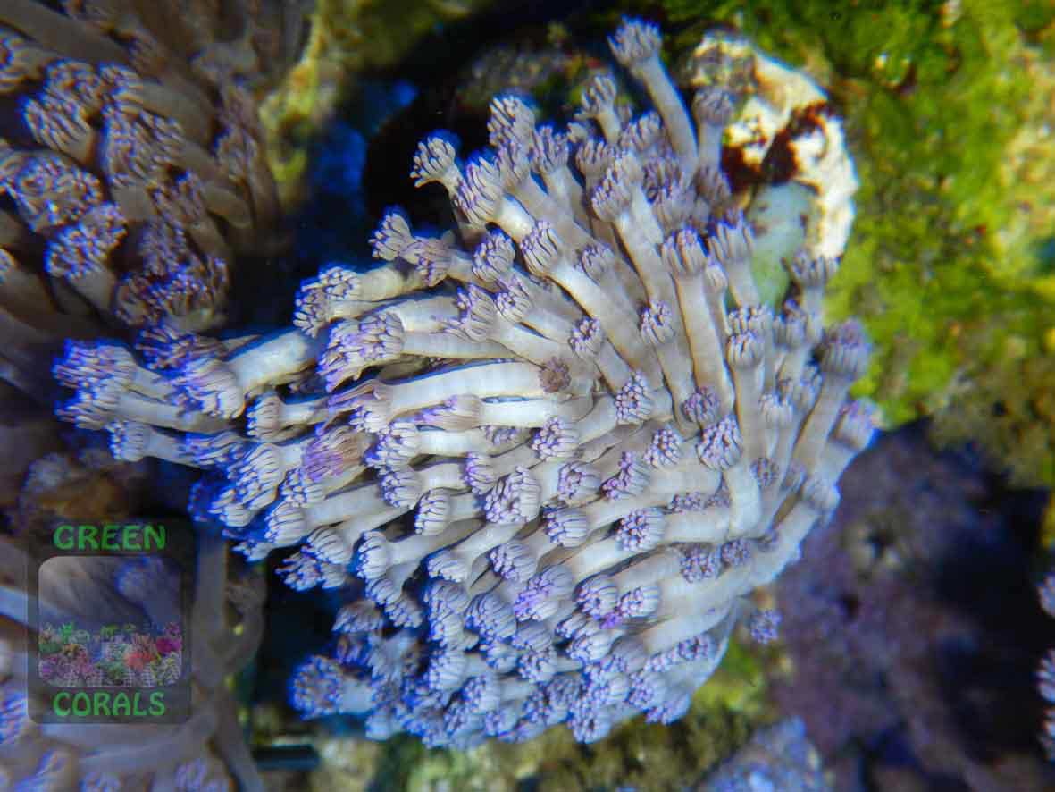 Goniopora sp. lila, Größe M Goniopora sp. lila, Größe M