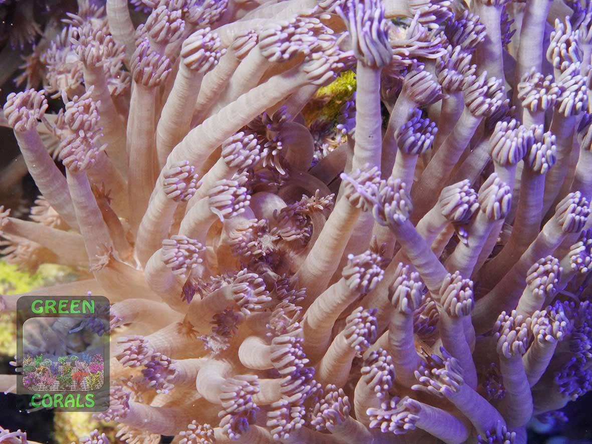 Goniopora sp. lila, Makroaufnahme Goniopora sp. lila, Makroaufnahme