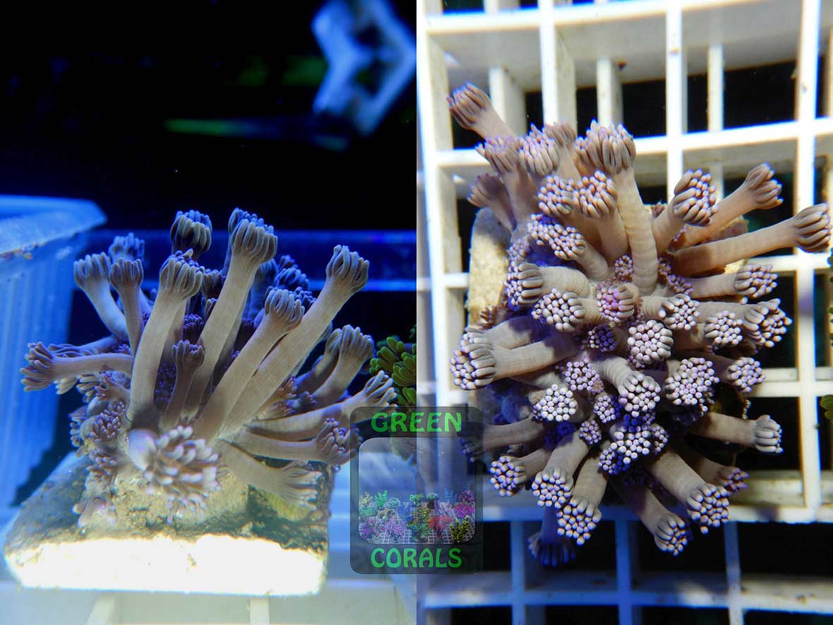 Goniopora sp. lila, Größe S Goniopora sp. lila, Größe S