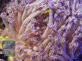 Goniopora sp. lila, Makroaufnahme