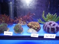 Ableger 1 DSC08405