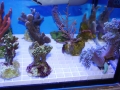 Ableger 10 DSC08420