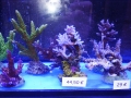 Ableger 2 DSC08407