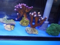 Ableger 3 DSC08411