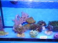 Ableger 4 DSC08415