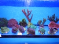 Ableger 5 DSC08413