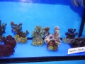 Ableger 6 DSC08412