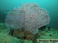 DSC00373 Muricella sp.& Cirrhitichthys aprinus