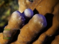3_Heliopora coerulea_DSC06495