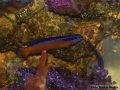 Pseudochromis aldabraensis DSC02374