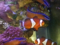 Amphiprion ocellaris DSC02382