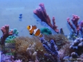 Amphiprion ocellaris DSC02402