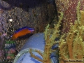 Pseudochromis aldabraensis DSC02417