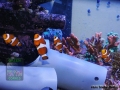 Amphiprion ocellaris DSC02444