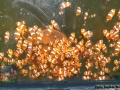 Amphiprion ocellaris DSC08878