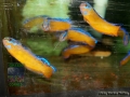 Pseudochromis aldabraensis DSC08888