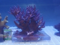 16 Acropora valida DSC01397