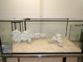 6 Einbringung Sand & Riffkeramik DSC08814