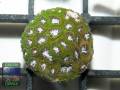 leptastrea sp. grün Größe S
