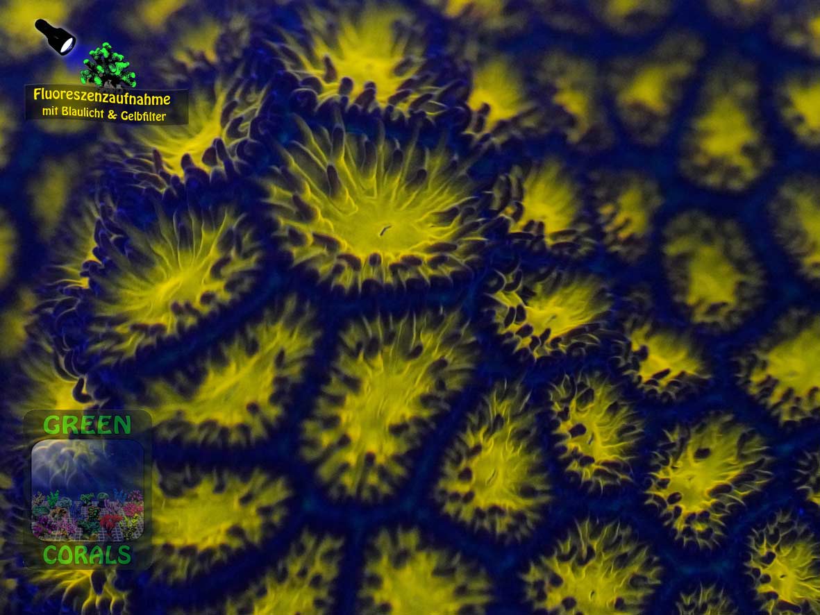 Leptastrea sp. orange, Fluoreszenzaufnahme Leptastrea sp. orange, Fluoreszenzaufnahme