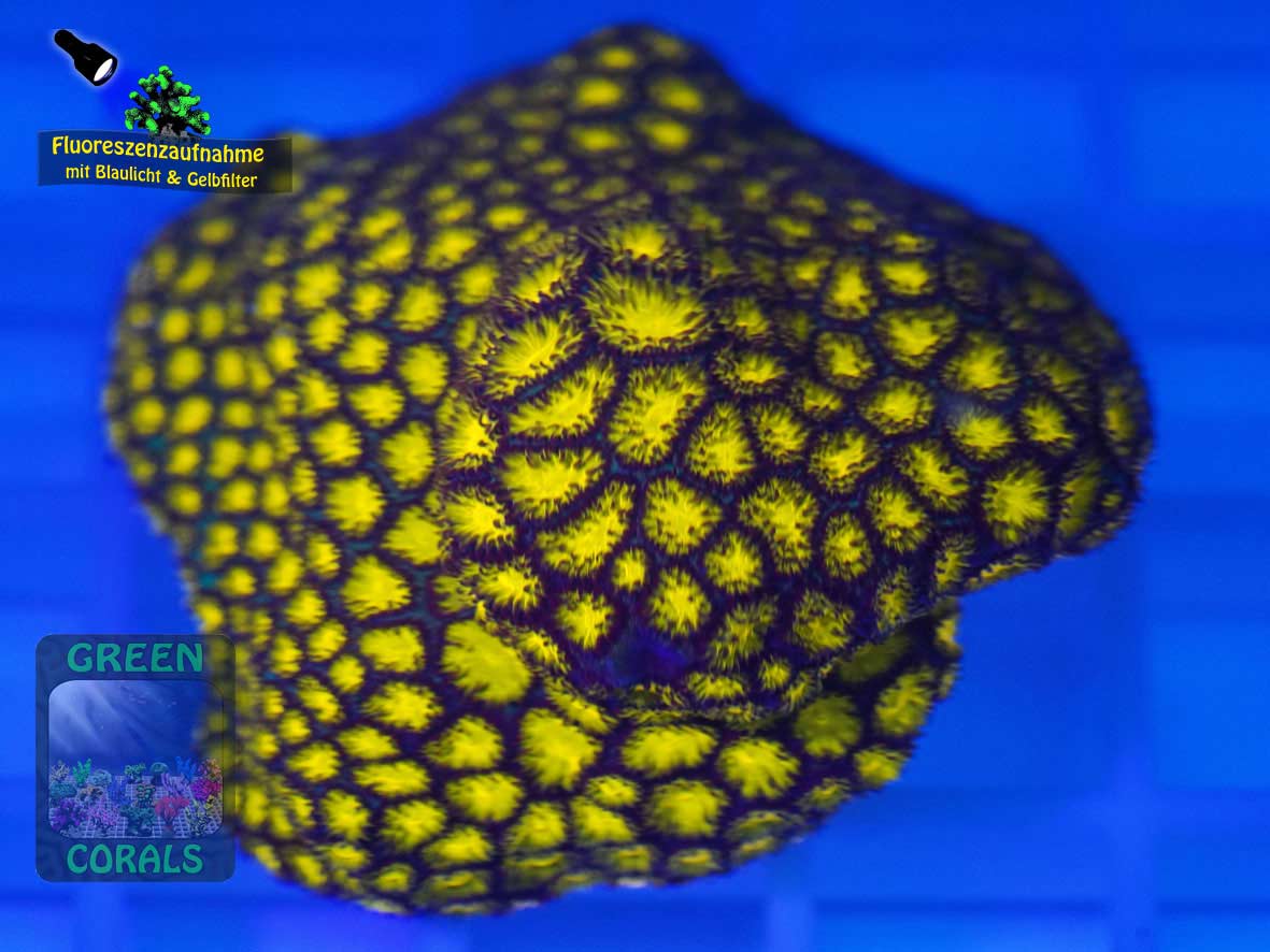 Leptastrea sp. orange, Fluoreszenzaufnahme Leptastrea sp. orange, Fluoreszenzaufnahme