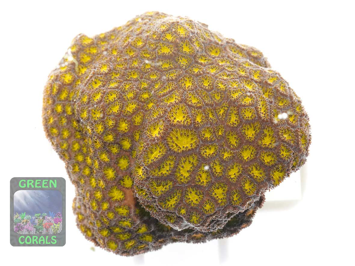 Leptastrea sp. orange, Größe M Leptastrea sp. orange, Größe M