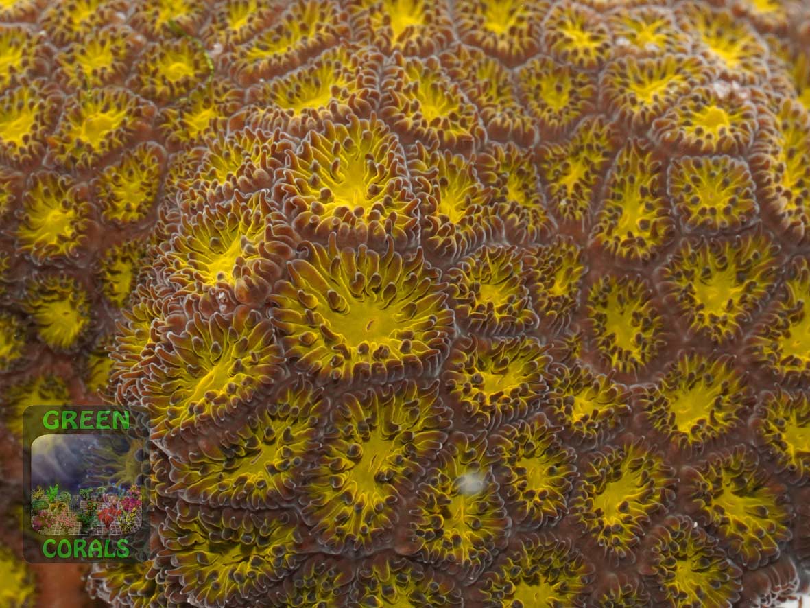 Leptastrea sp. orange, Makroaufnahme Leptastrea sp. orange, Makroaufnahme