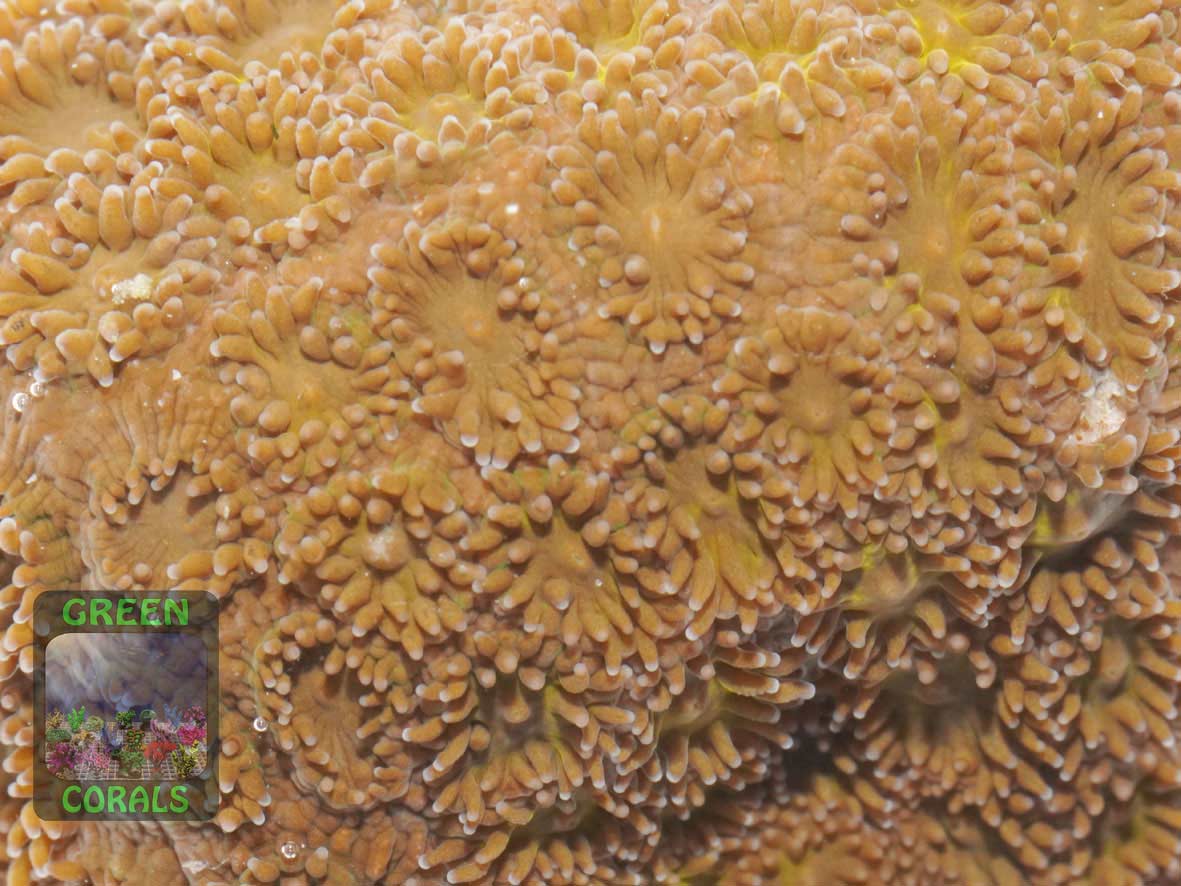 Leptastrea sp. rot, Makroaufnahme Leptastrea sp. rot, Makroaufnahme