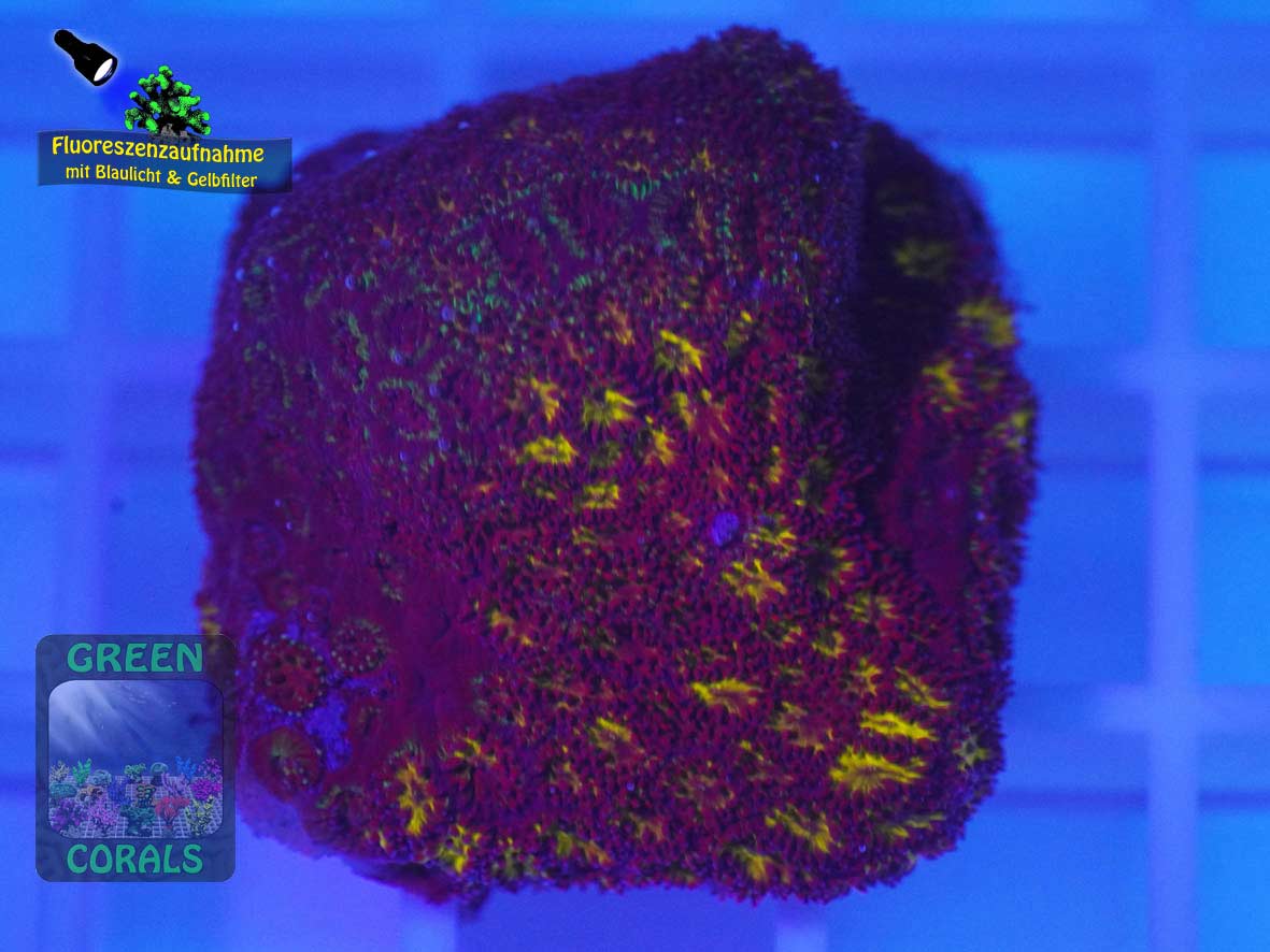 Leptastrea sp. rot, Fluoreszenzaufnahme Leptastrea sp. rot, Fluoreszenzaufnahme