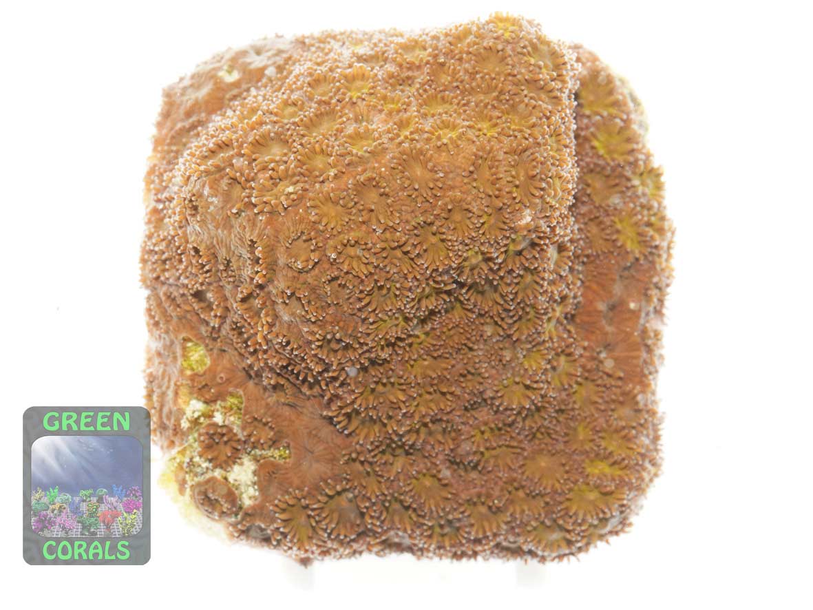 Leptastrea sp. rot, Größe S Leptastrea sp. rot, Größe S