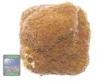 Leptastrea sp. rot, Größe S