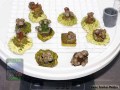 Duncanopsammia-axifuga-S-M-DSC07698