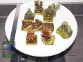 LPS-spp.-DSC07335