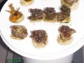 LPS-spp.-Millepora-DSC02221