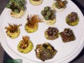 LPS-spp.-Millepora-DSC05513