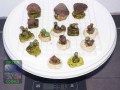 LPS_mixed-DSC01282