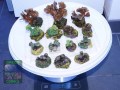 LPS_mixed-DSC07891