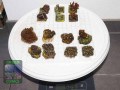 LPS_mixed-DSC09614