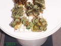 P.-decussata-braun´-gruen´-Caulastrea-M-DSC04147