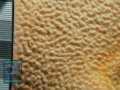 DSC08985