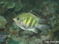 Amblyglyphidodon-curacao-DSC06885